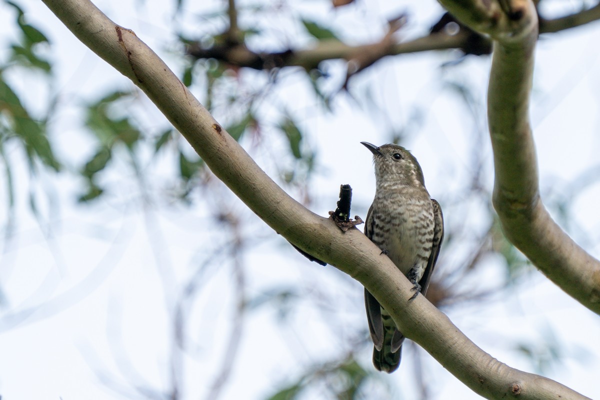 Shining Bronze-Cuckoo (Shining) - ML625421484