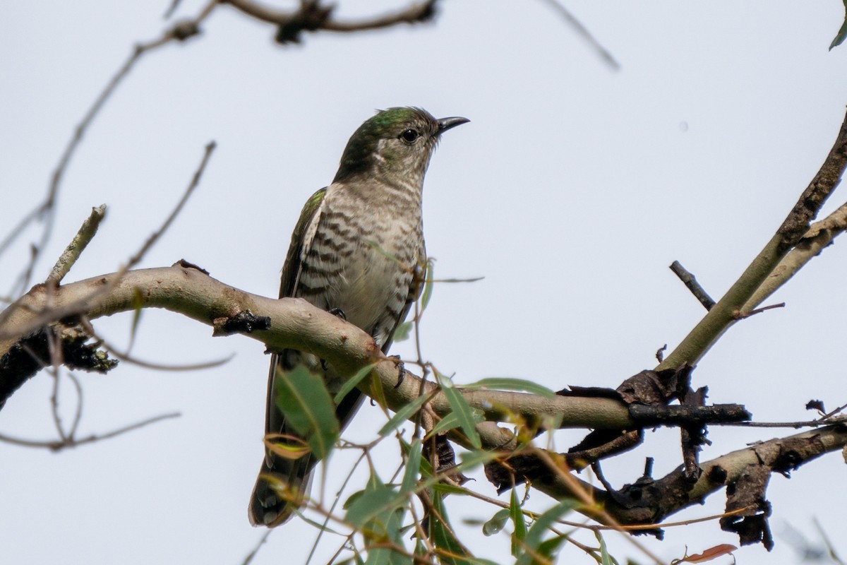 Shining Bronze-Cuckoo (Shining) - ML625421485