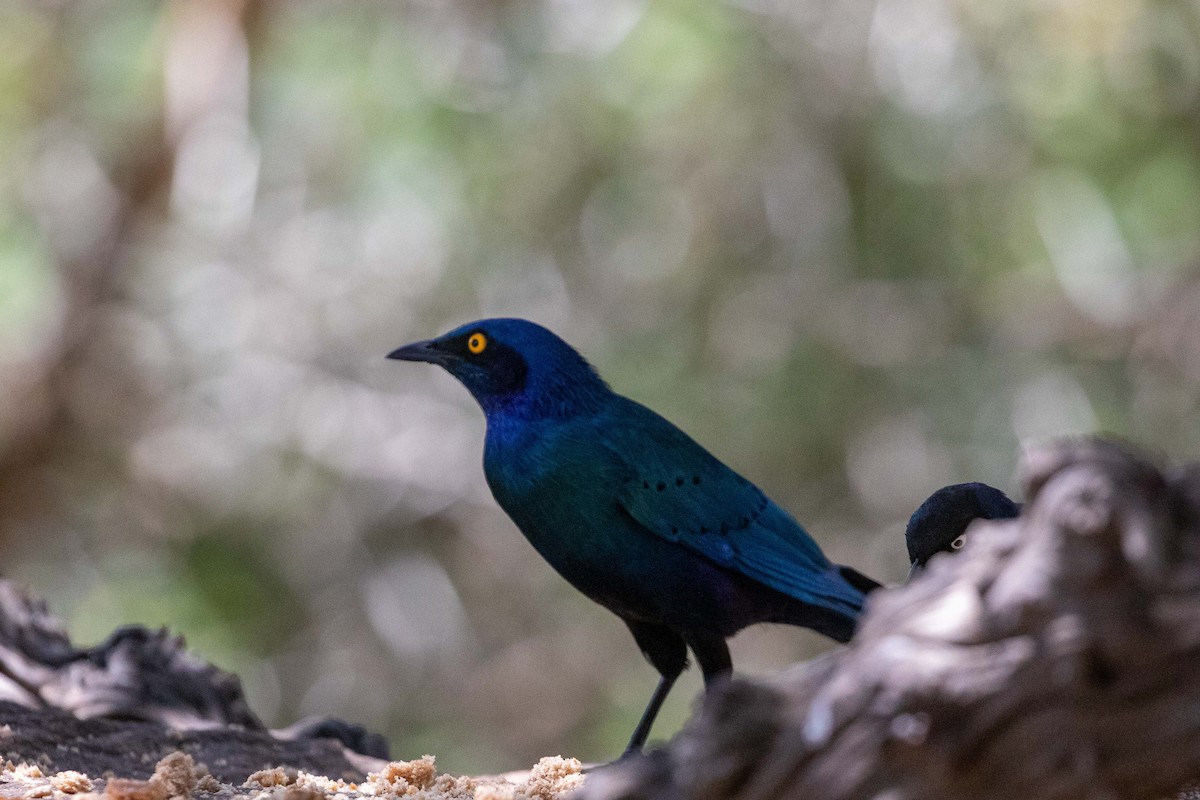 Greater Blue-eared Starling - ML625421574