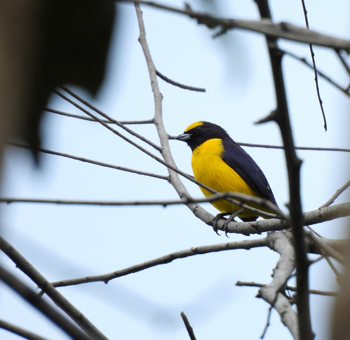 Scrub Euphonia - ML625421576