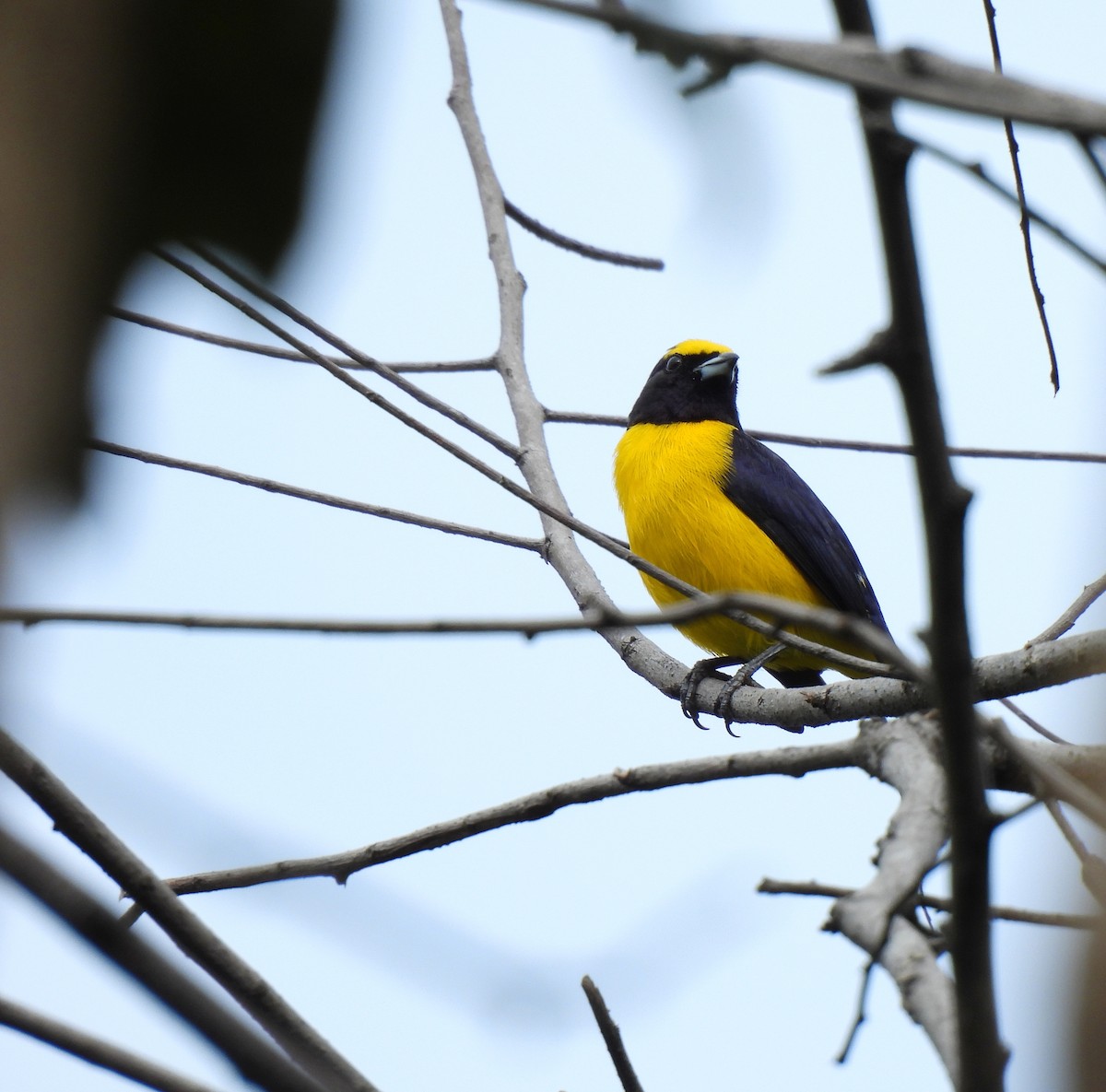 Scrub Euphonia - ML625421577