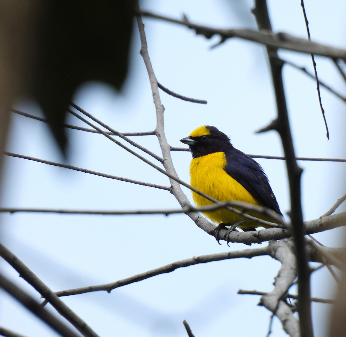 Scrub Euphonia - ML625421578