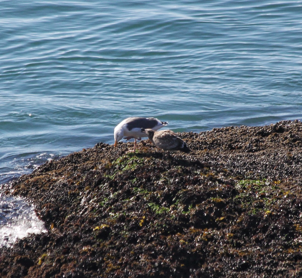 Western Gull - ML625421592