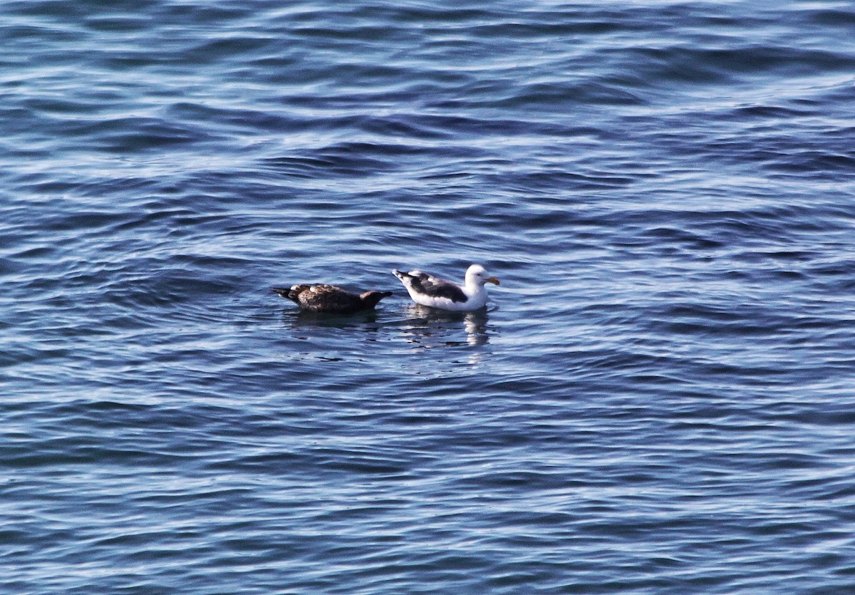 Western Gull - ML625421593