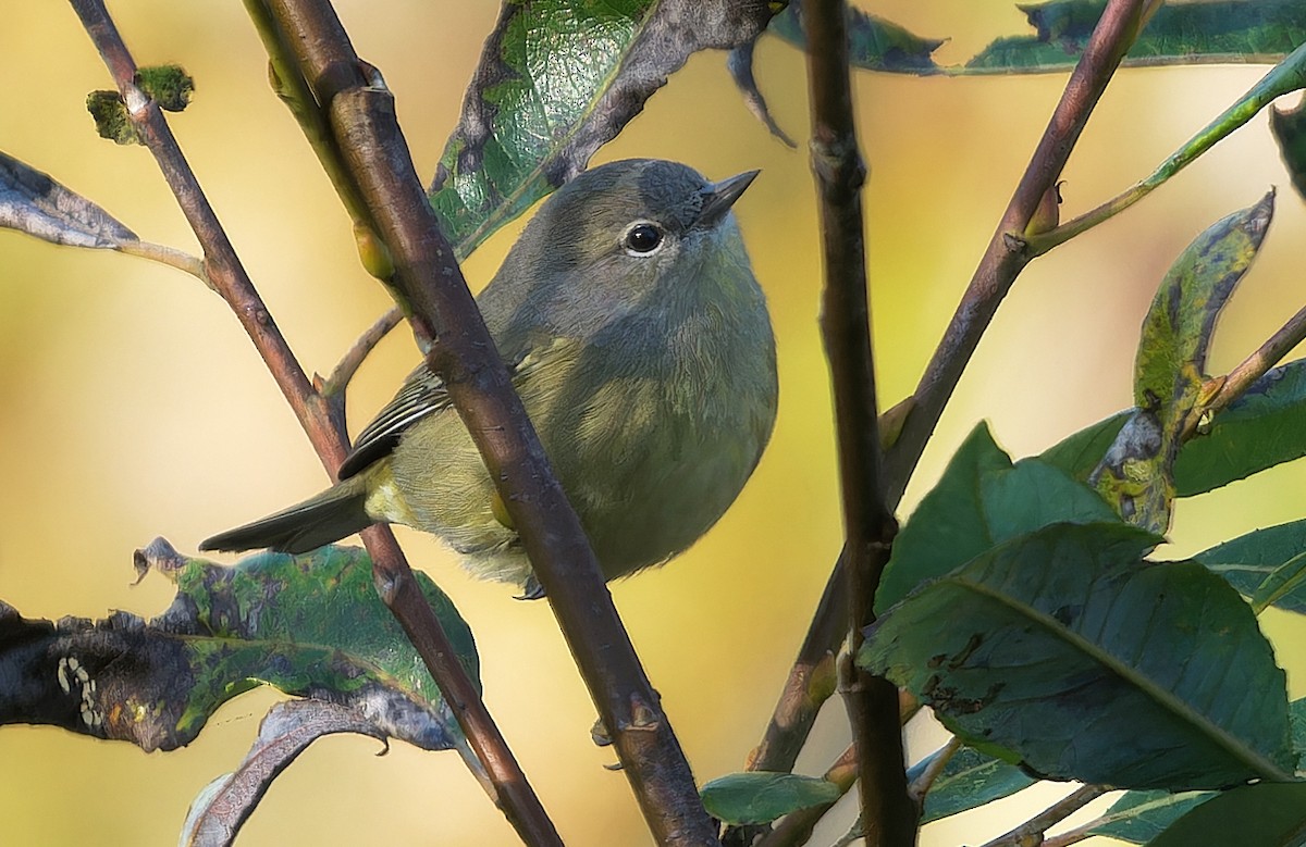 サメズアカアメリカムシクイ（celata／orestera） - ML625421613
