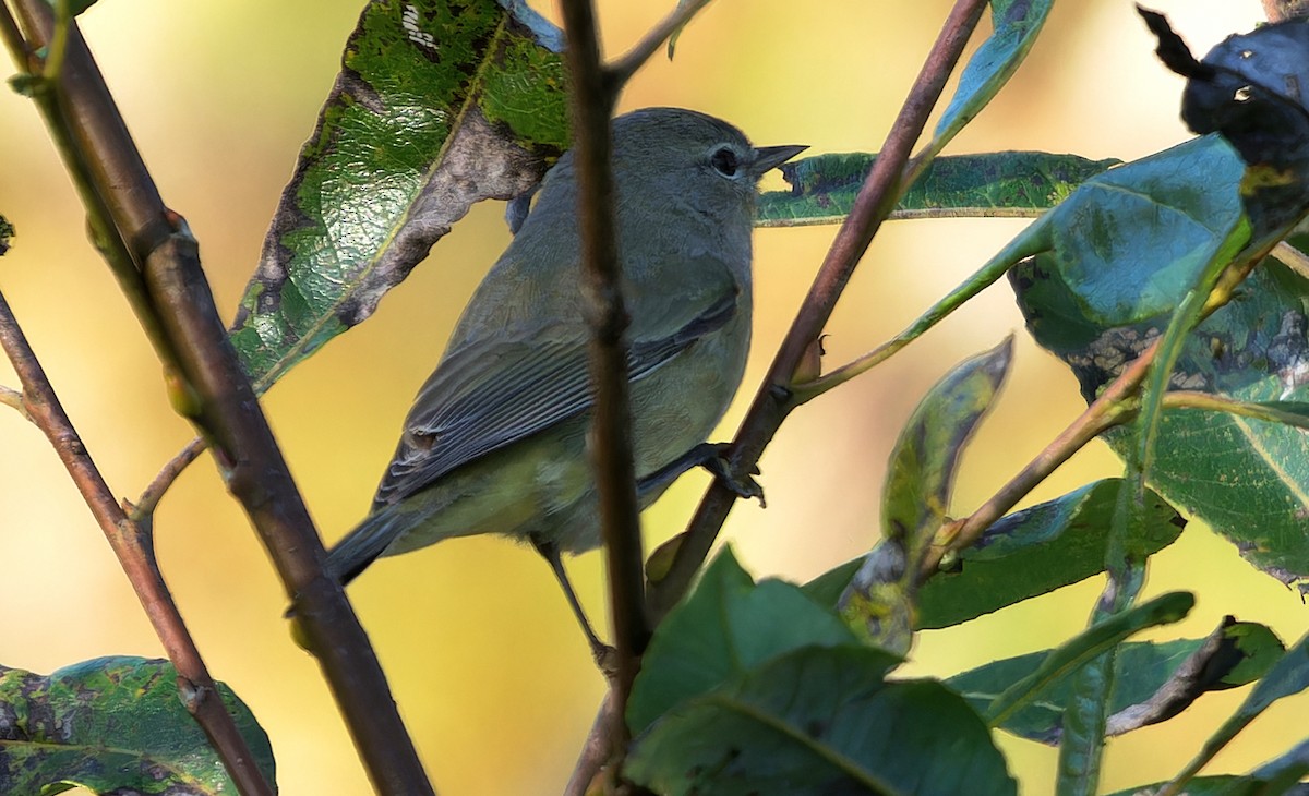 サメズアカアメリカムシクイ（celata／orestera） - ML625421614