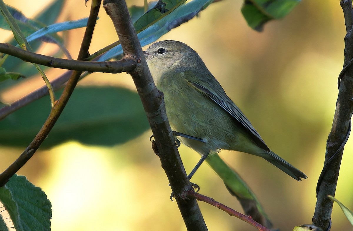 サメズアカアメリカムシクイ（celata／orestera） - ML625421615