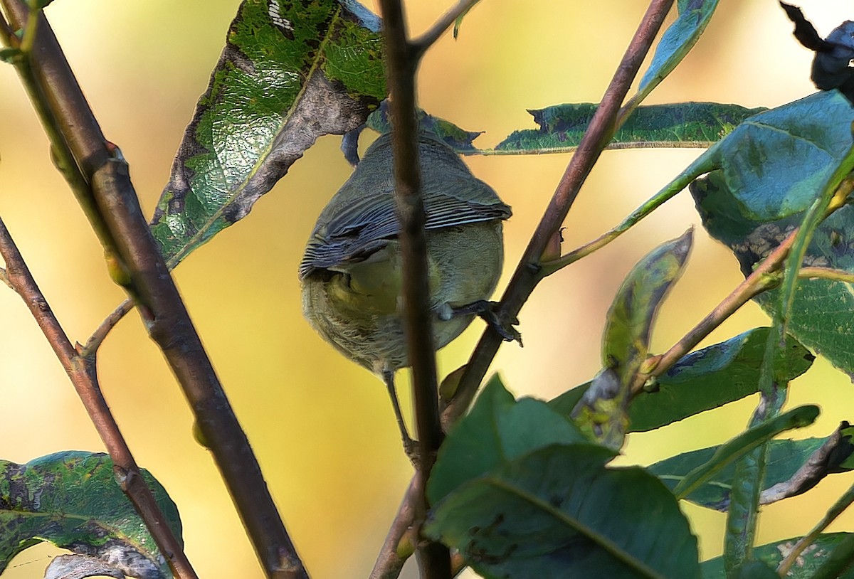 サメズアカアメリカムシクイ（celata／orestera） - ML625421616