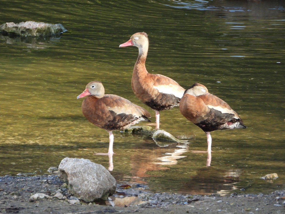 Black-bellied Whistling-Duck - ML625421730