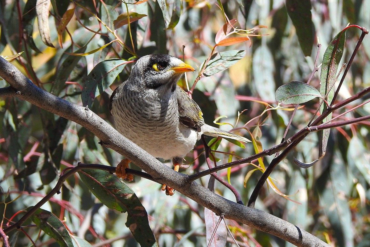 Noisy Miner - ML625421967