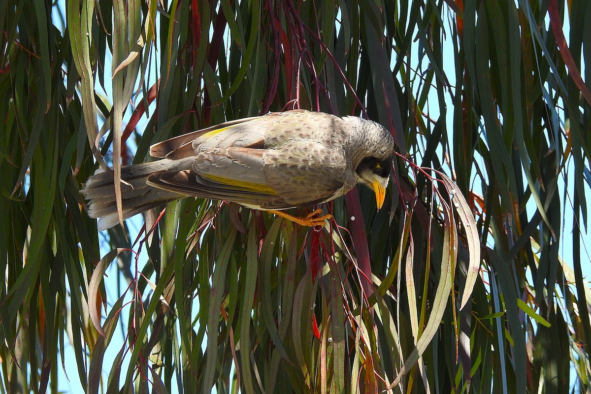 Noisy Miner - ML625421968