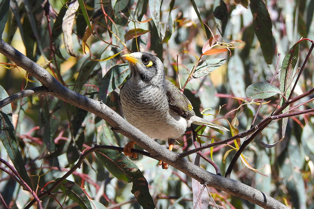 Noisy Miner - ML625421969