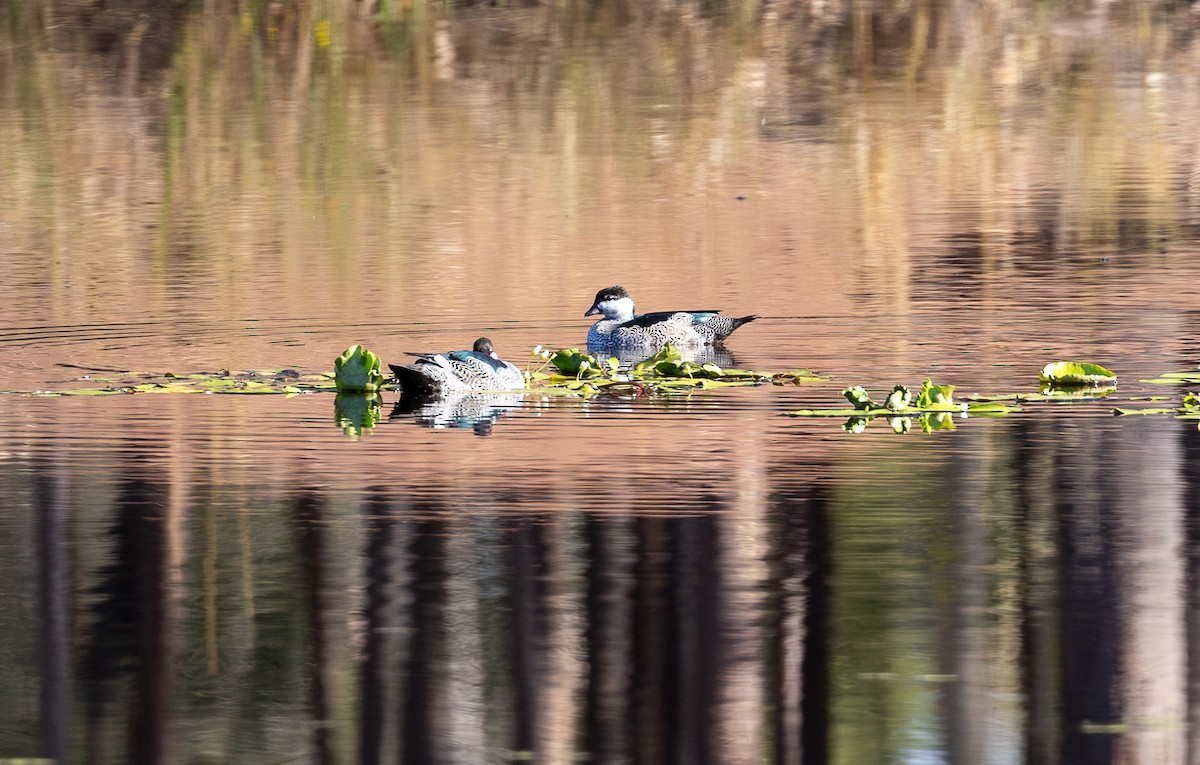 Green Pygmy-Goose - ML625421975