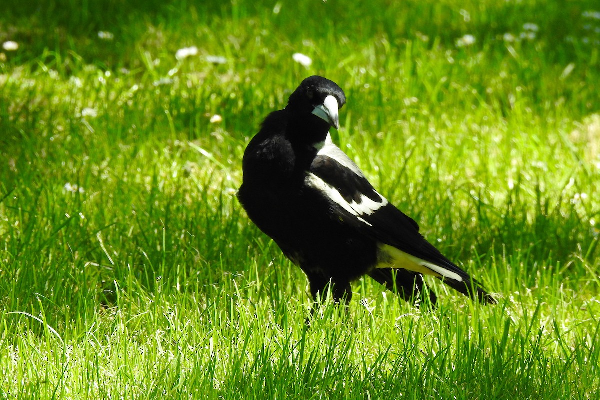 Australian Magpie - ML625421977