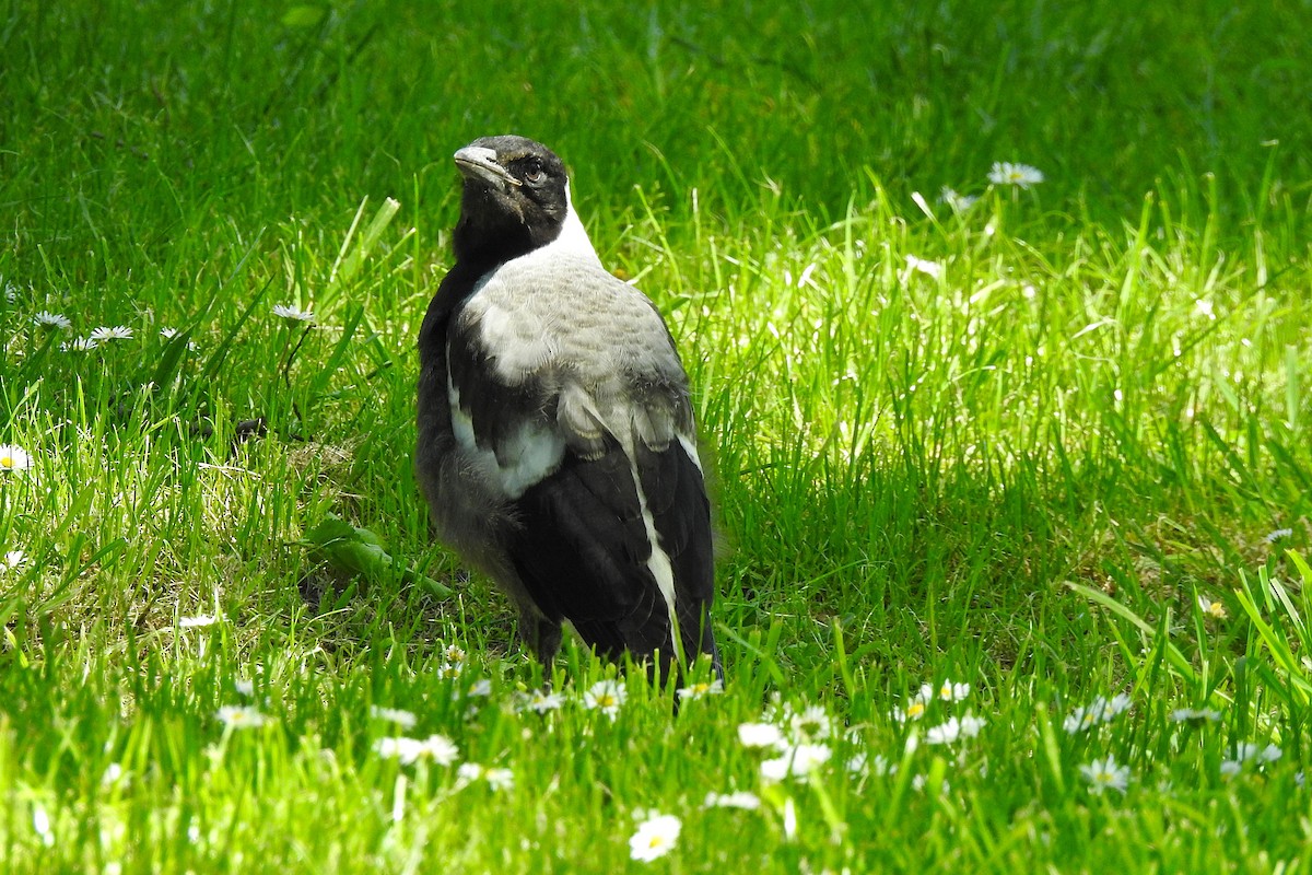 Australian Magpie - ML625421978