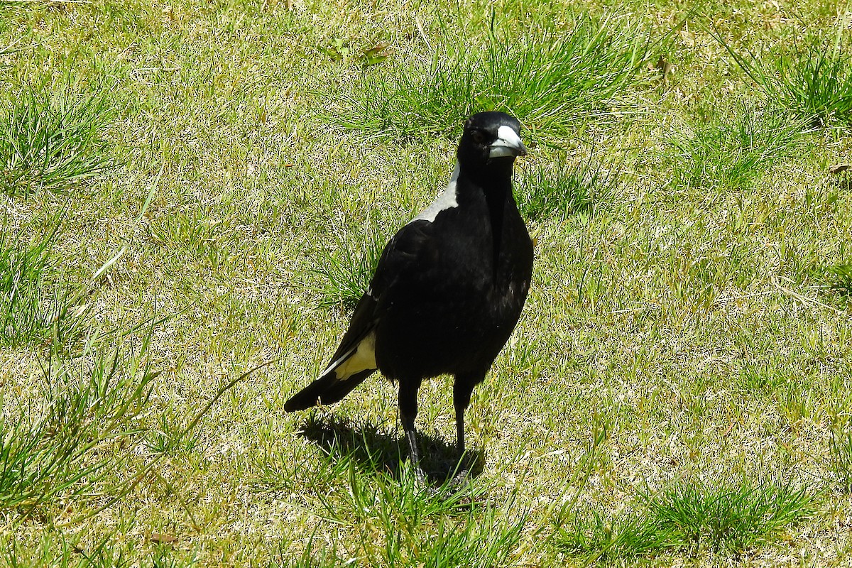 Australian Magpie - ML625421979