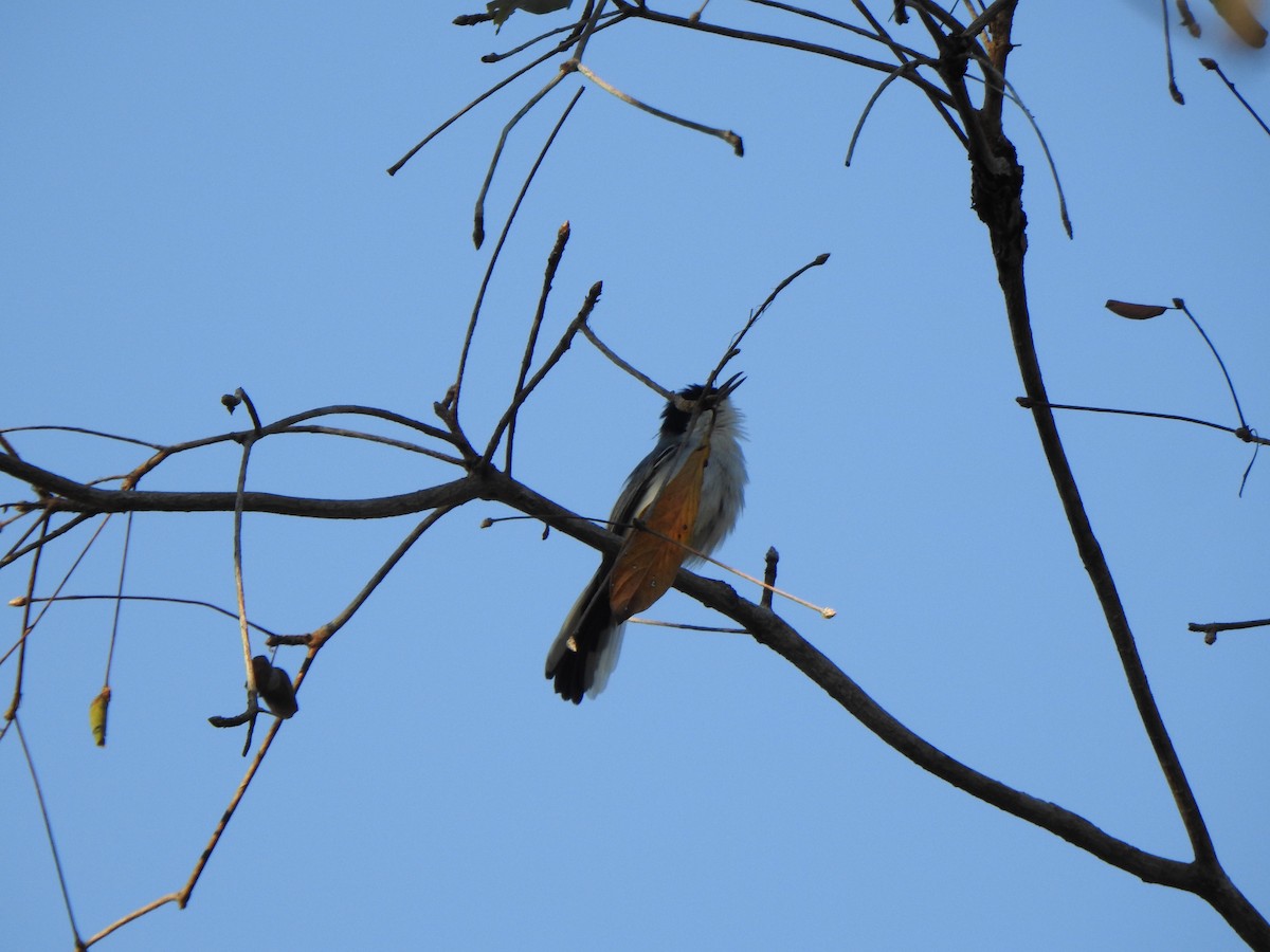 Tropical Gnatcatcher - ML625421986