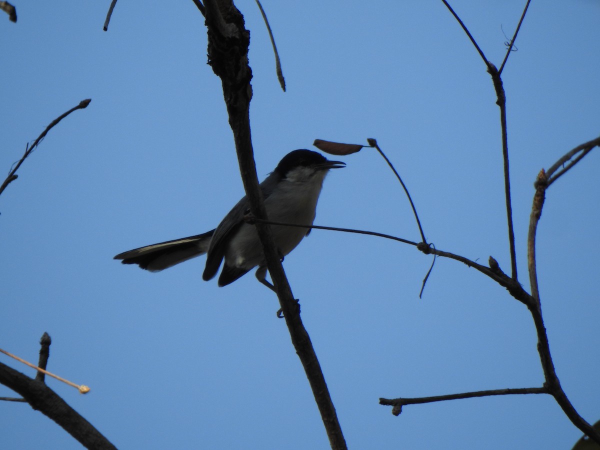 Tropical Gnatcatcher - ML625421987