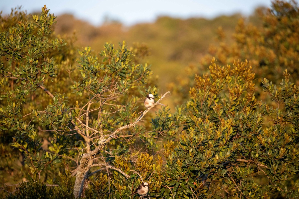 White-rumped Shrike - ML625422031