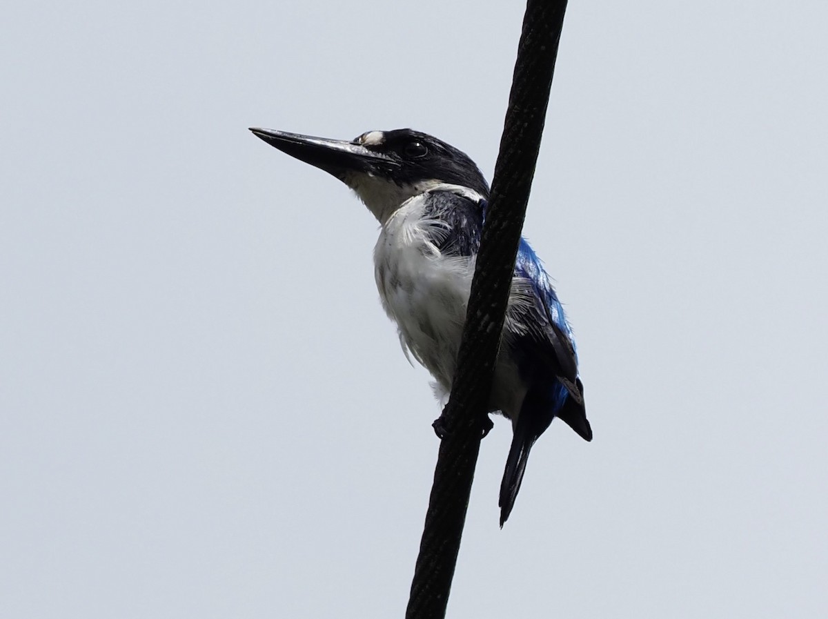 Blue-and-white Kingfisher - ML625422037