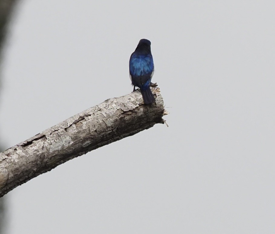 Blue-and-white Kingfisher - ML625422044
