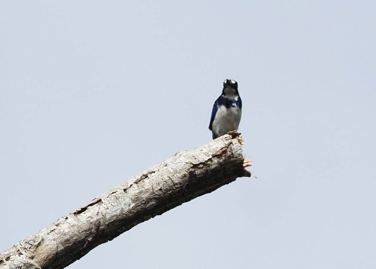 Blue-and-white Kingfisher - ML625422045