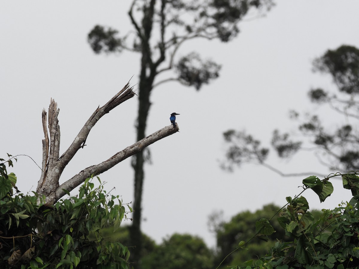 Blue-and-white Kingfisher - ML625422046