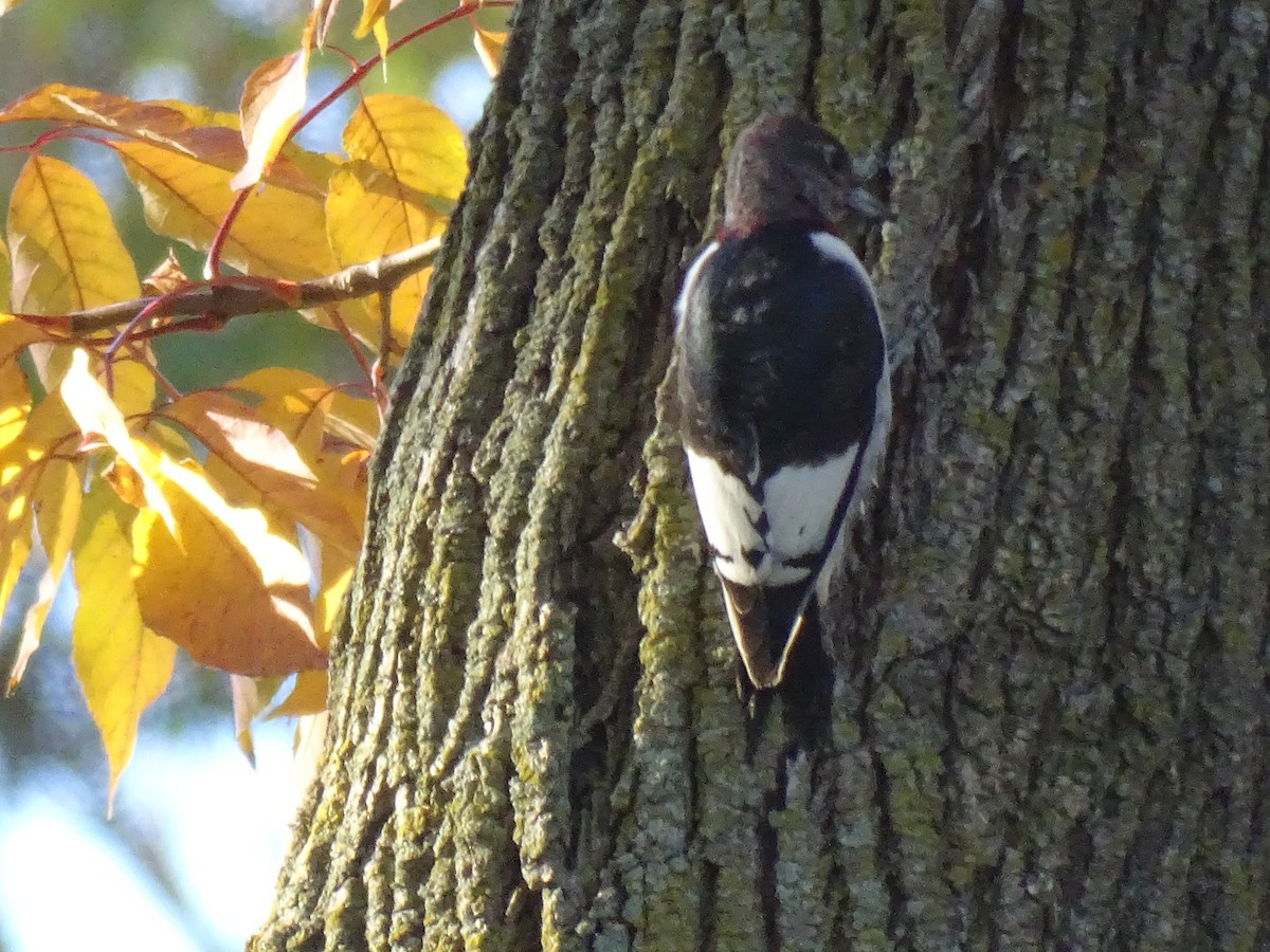 Red-headed Woodpecker - ML625422205