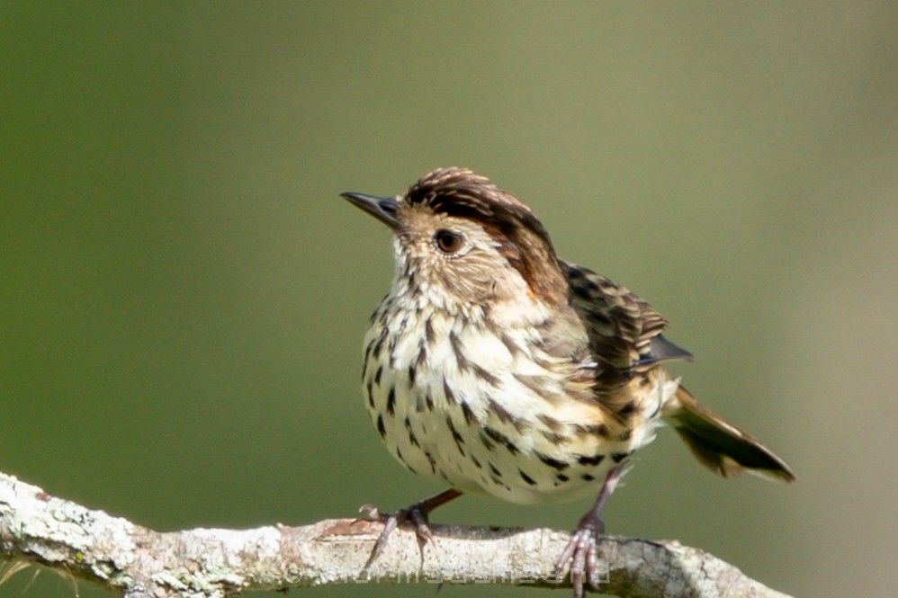 Speckled Warbler - ML625422208