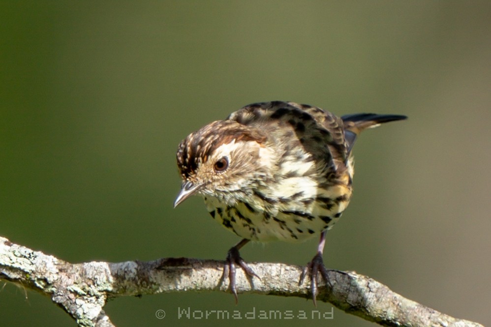 Speckled Warbler - ML625422209
