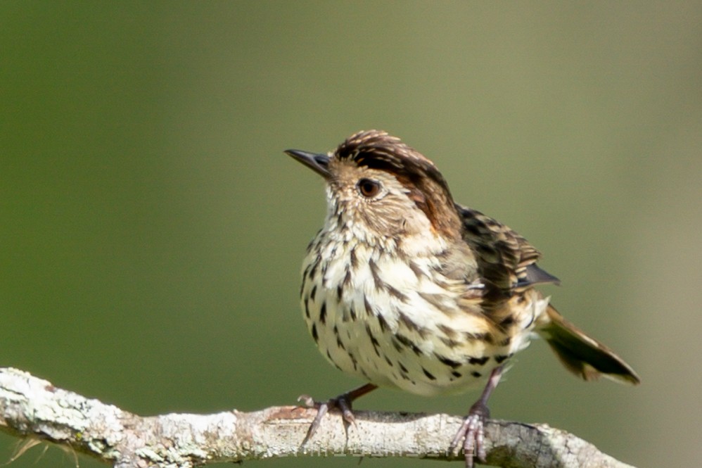 Speckled Warbler - ML625422210