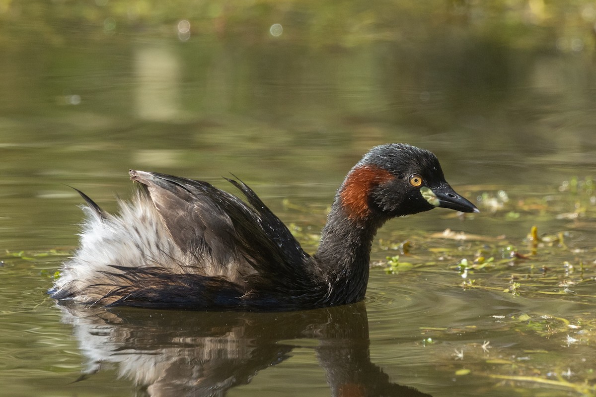 Australasian Grebe - ML625422308