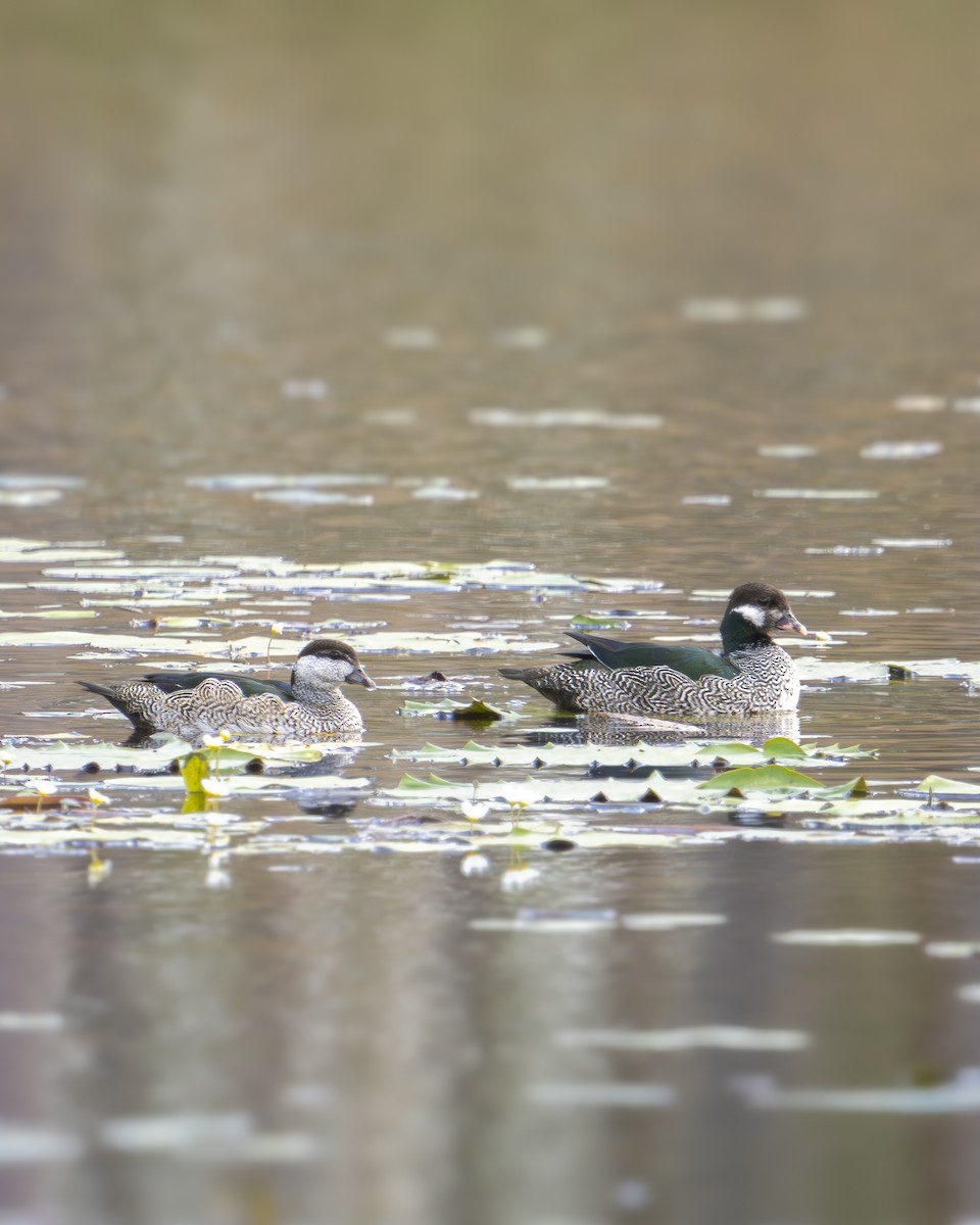 Green Pygmy-Goose - ML625422320