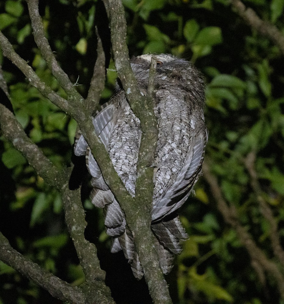 Marbled Frogmouth - ML625422361