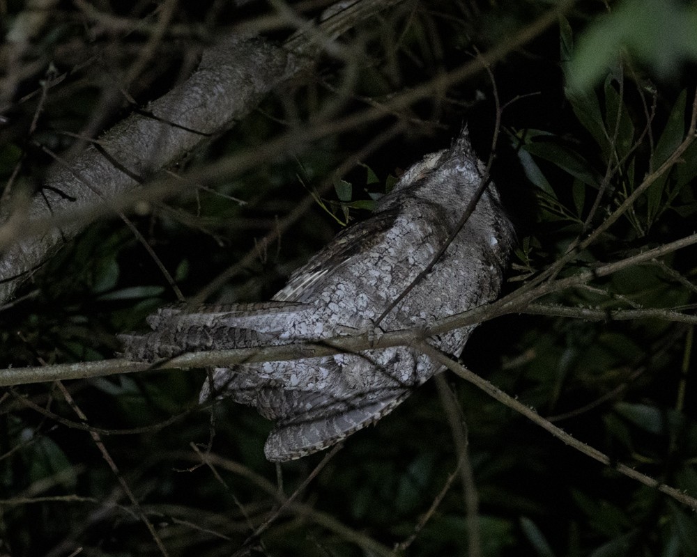 Marbled Frogmouth - ML625422362