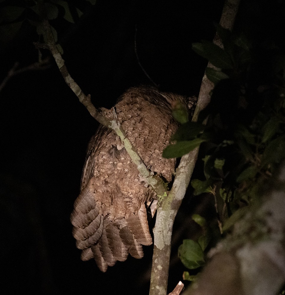 Marbled Frogmouth - ML625422364