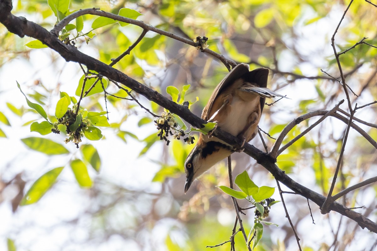 Lesser Necklaced Laughingthrush - Filiep T'jollyn