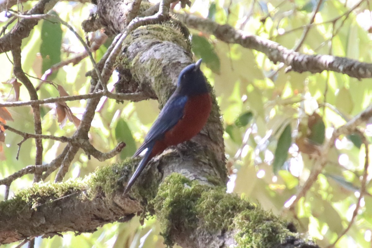 Chestnut-bellied Rock-Thrush - ML625422451