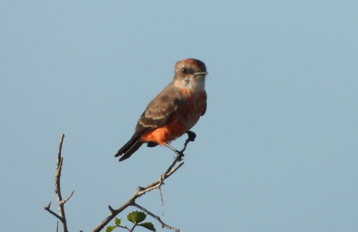 Vermilion Flycatcher - ML625422482