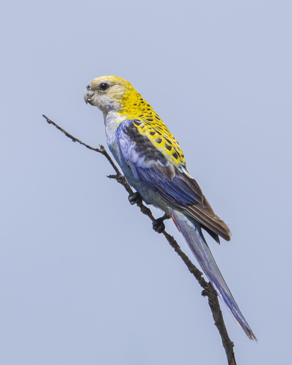 Pale-headed Rosella - ML625422484