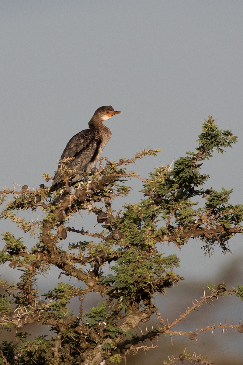 Reed Cormorant - ML625422520