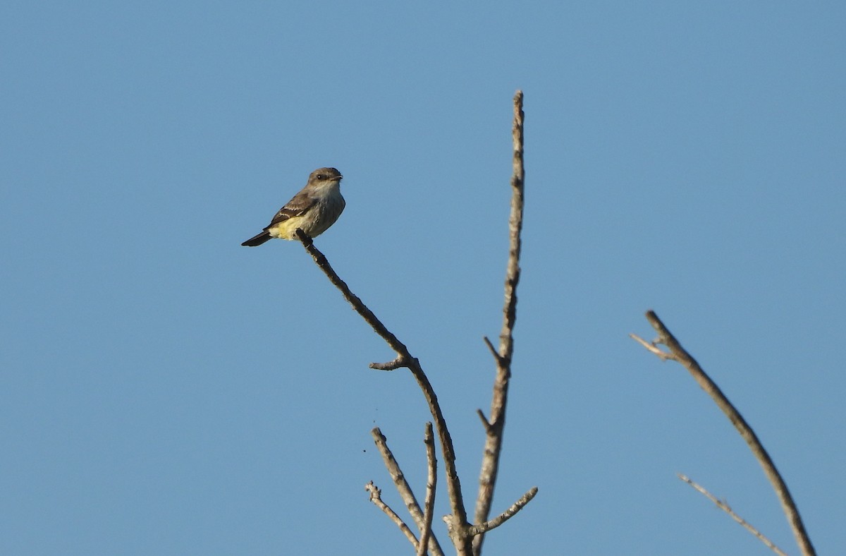 Vermilion Flycatcher - ML625422525