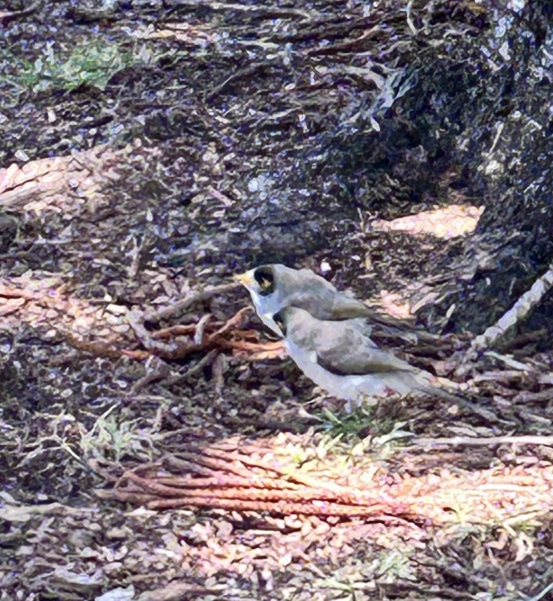 Noisy Miner - ML625422542