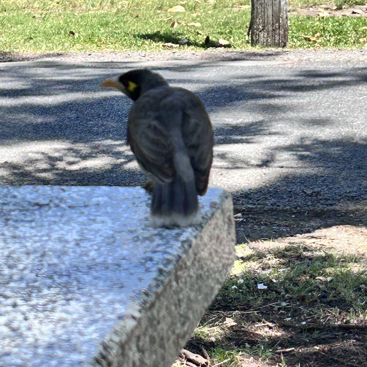 Noisy Miner - ML625422543