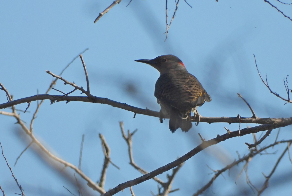 Northern Flicker - ML625422544