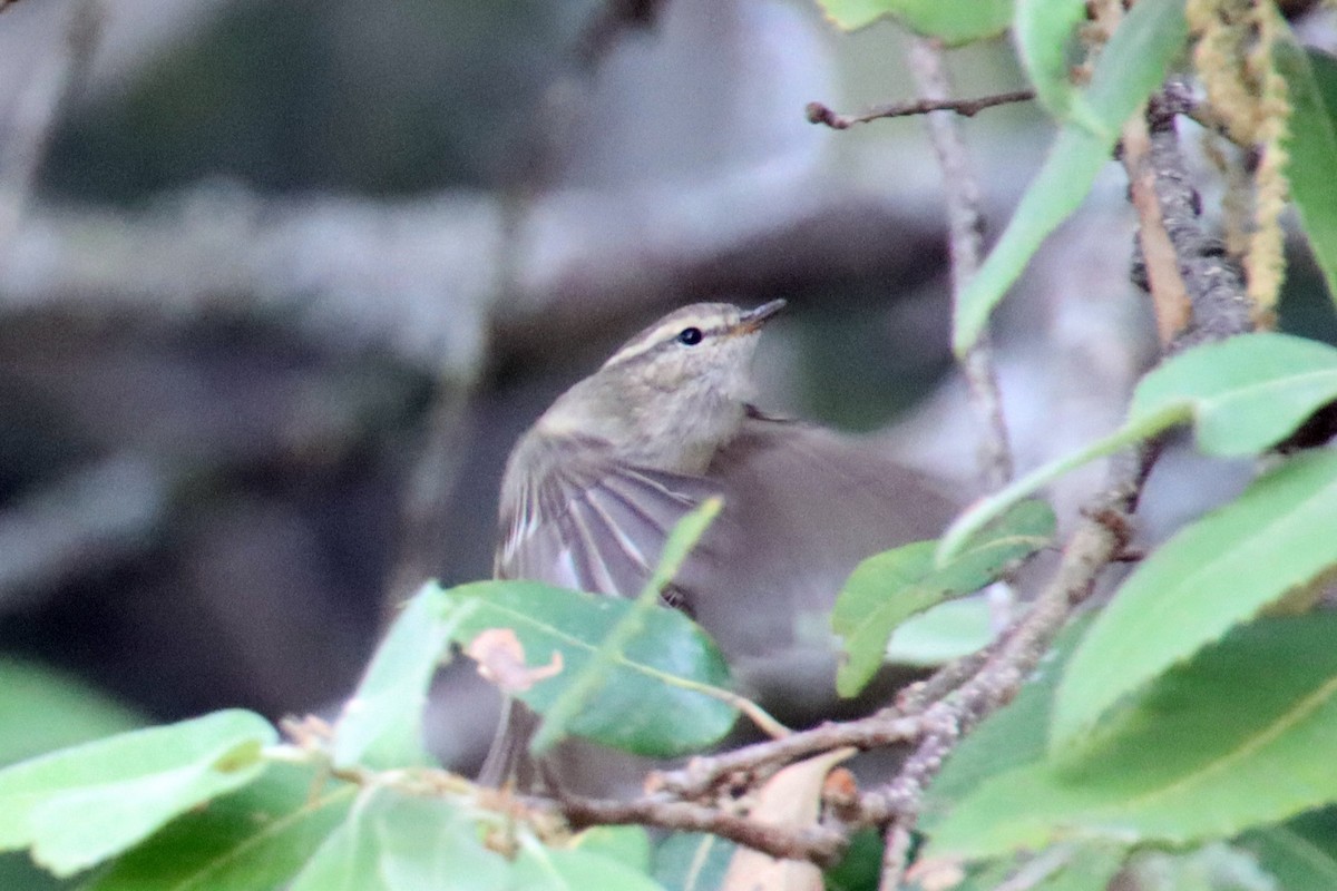 Hume's Warbler - ML625422729