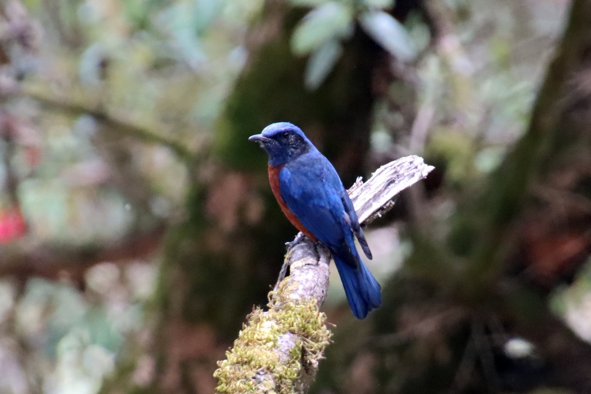 Chestnut-bellied Rock-Thrush - ML625422874