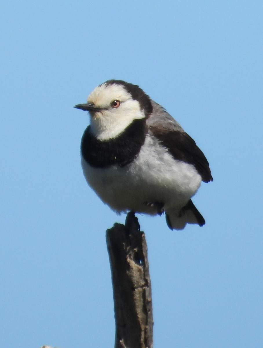 White-fronted Chat - ML625422911