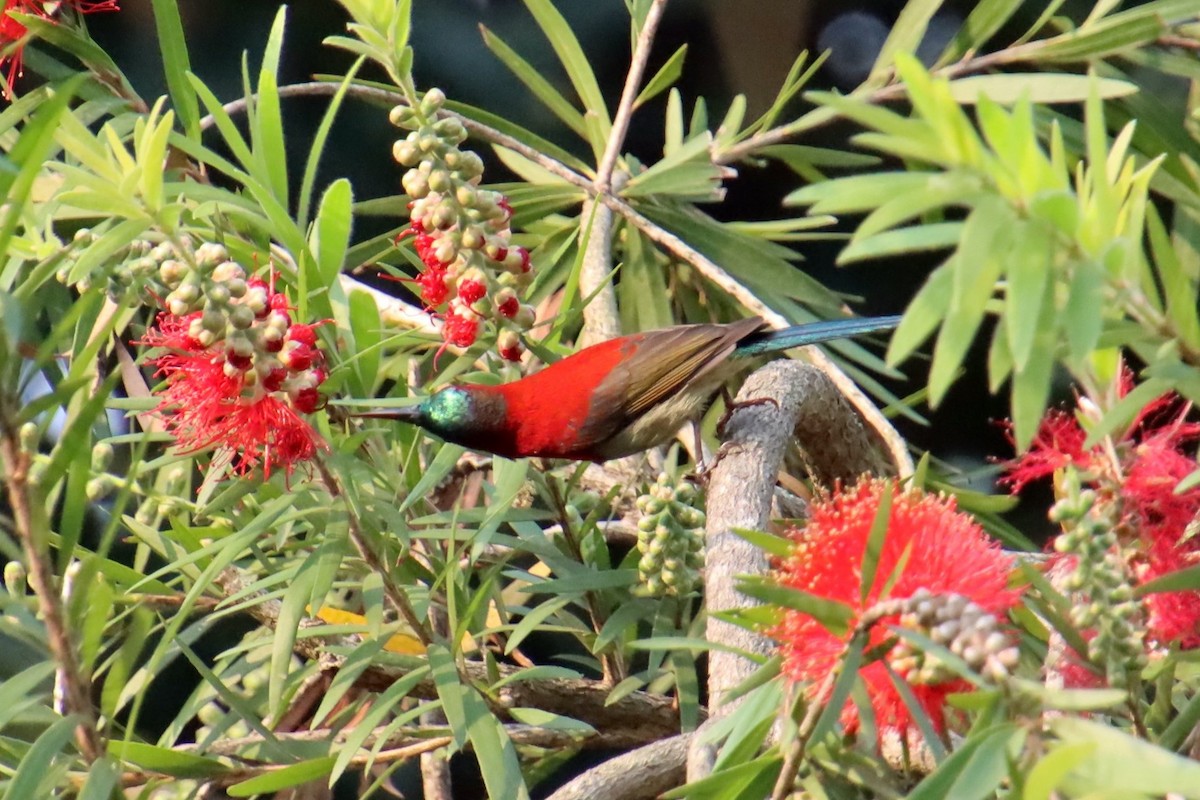 Crimson Sunbird - Darshan Mujumdar