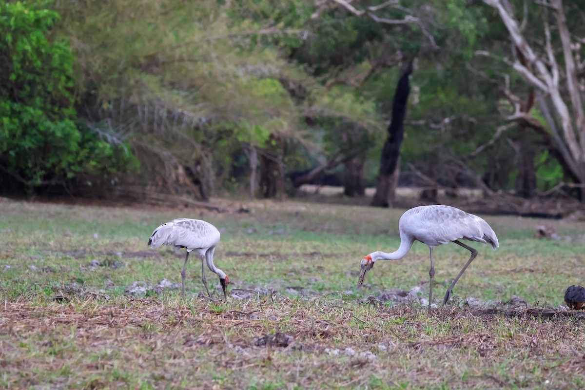 Brolga - Sonia Boughton